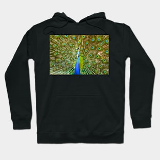 Peacock Hoodie